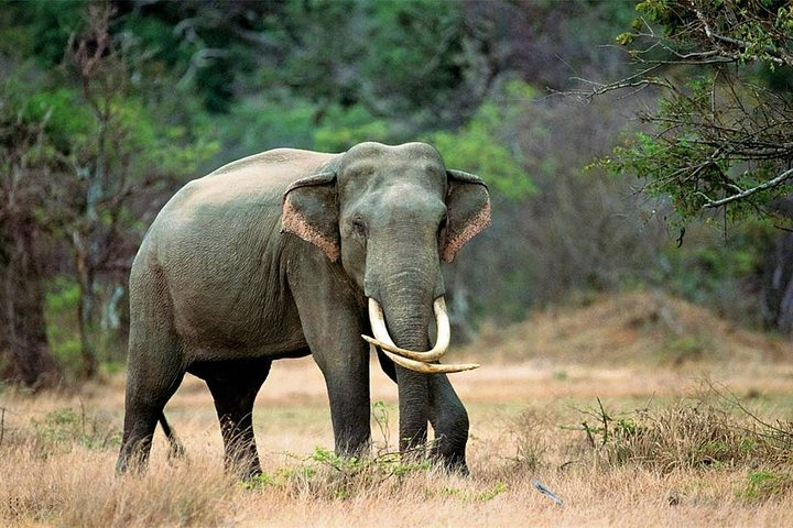 Kalawewa National Park Shared Safari - Photo 1 of 9